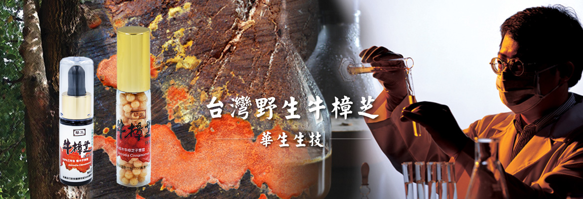 台灣野生牛樟芝