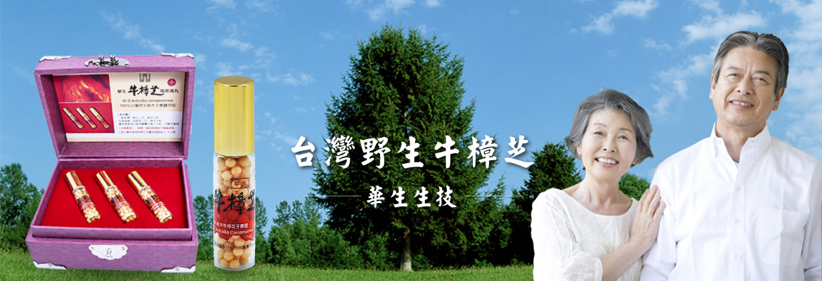 台灣野生牛樟芝
